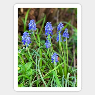 Grape Hyacinth Sticker